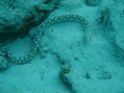 Sea snake in Curacao with Sony Cybershot 4.1MP by Kelly N. Saunders 